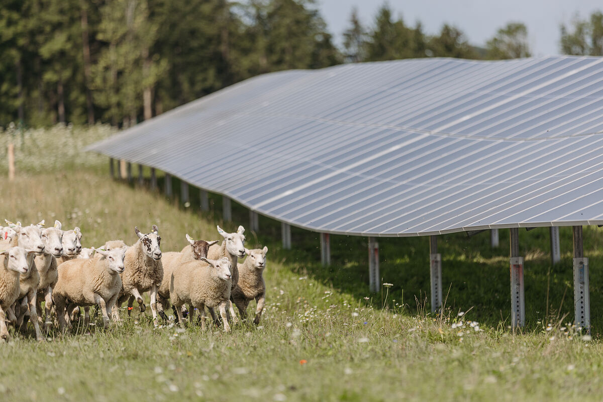 2025-08-06_ÖBB_Agri-PV_(C)MecGreenie-9