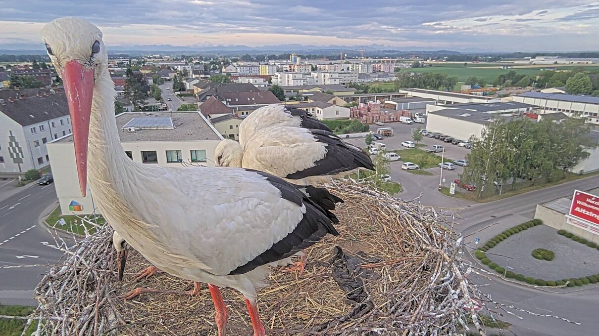 Störche machen Flugversuche