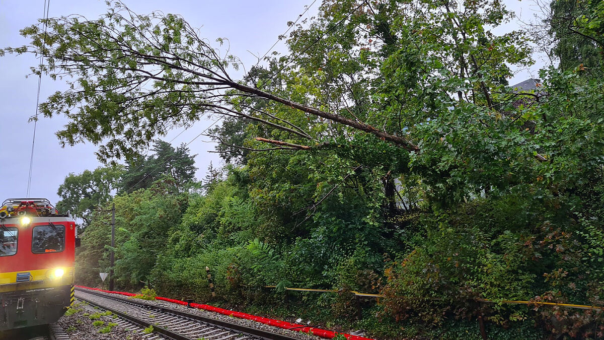 Baum in Oberleitung in Wien (bei Hütteldorf)