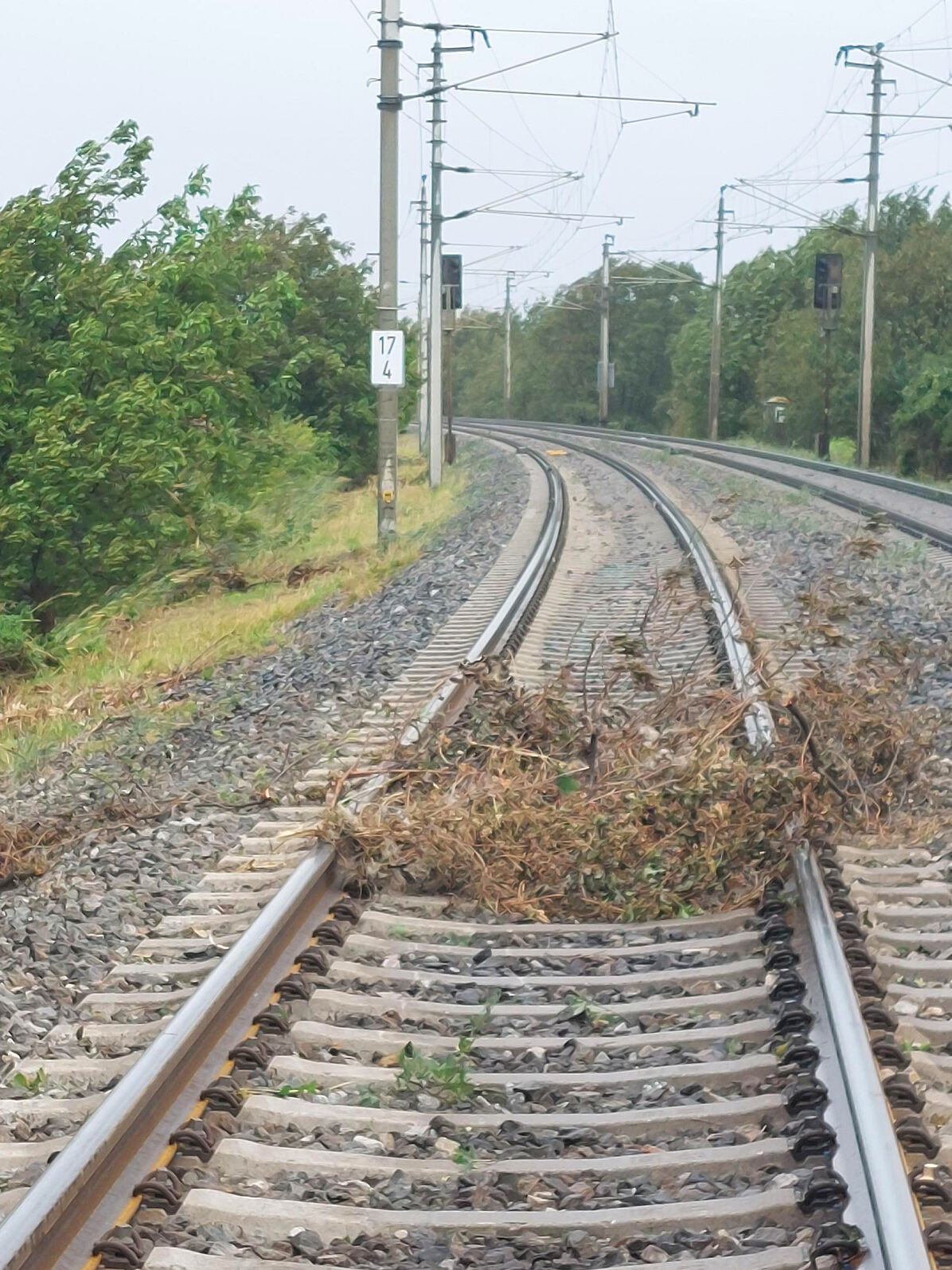 Baum_Südbahn_c_ÖBB