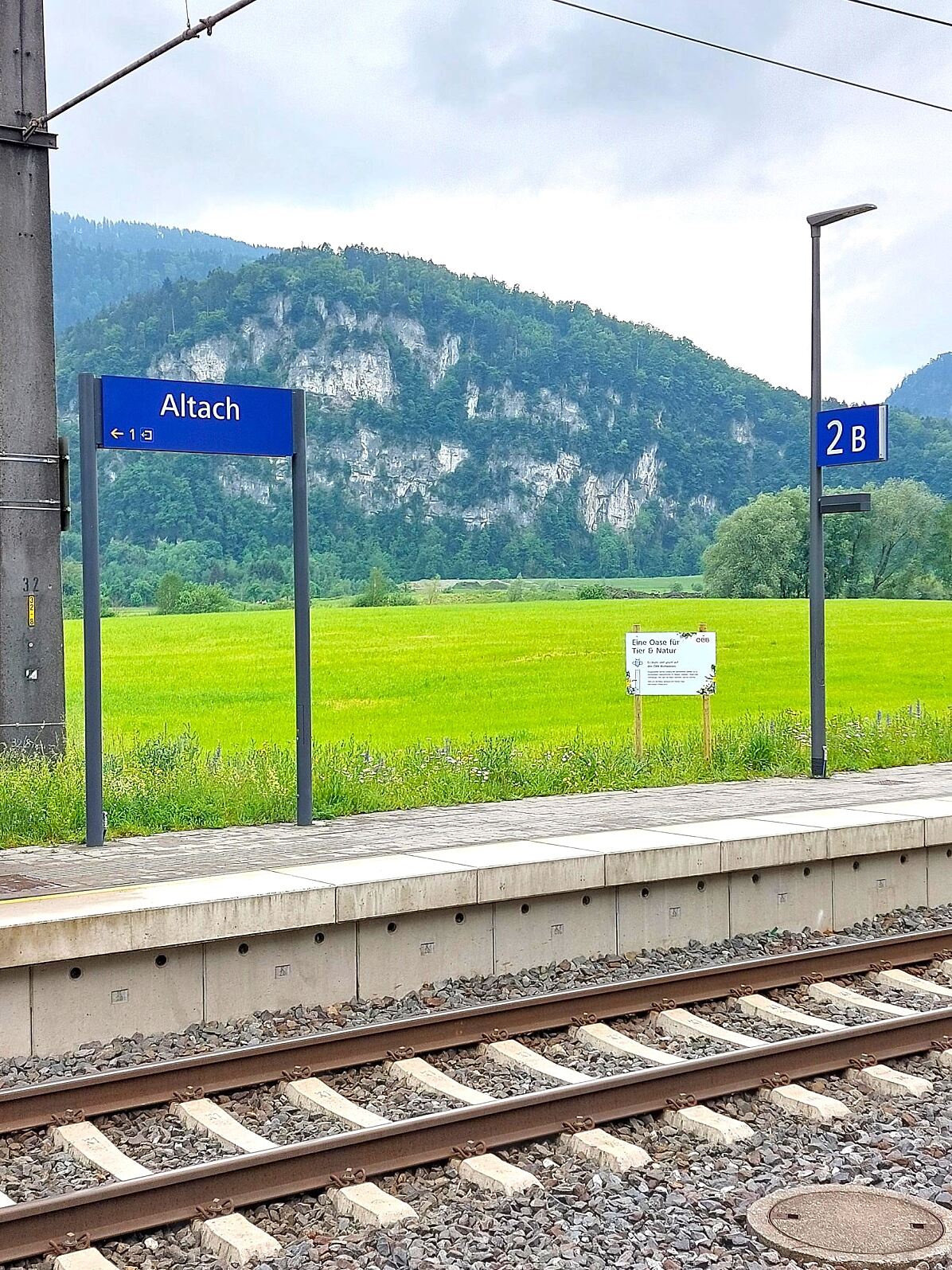 Blühwiese in Altach (c) oebb_Julian Hackl (3)