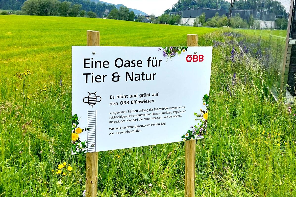 Blühwiese in Altach
