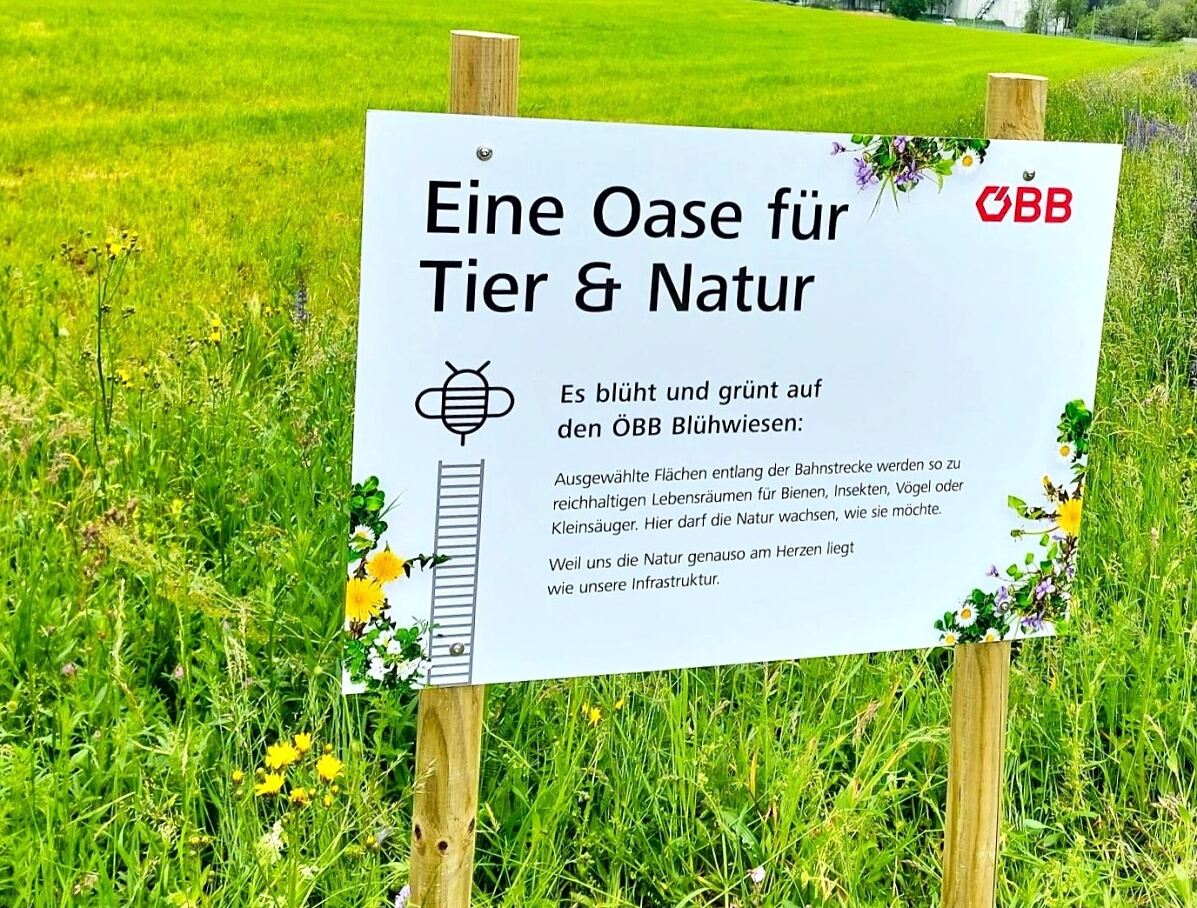 Blühwiese (c) oebb_Julian Hackl